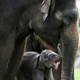 Image for article titled Happy Mother's Day To All Creatures, Great And Small